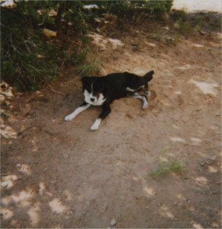 Tripper