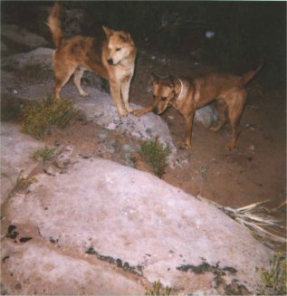 Jammer and Amber